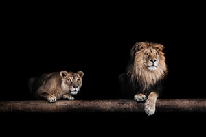 shutterstock_334939091.jpg
