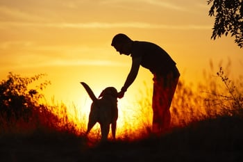 labradordog.jpg